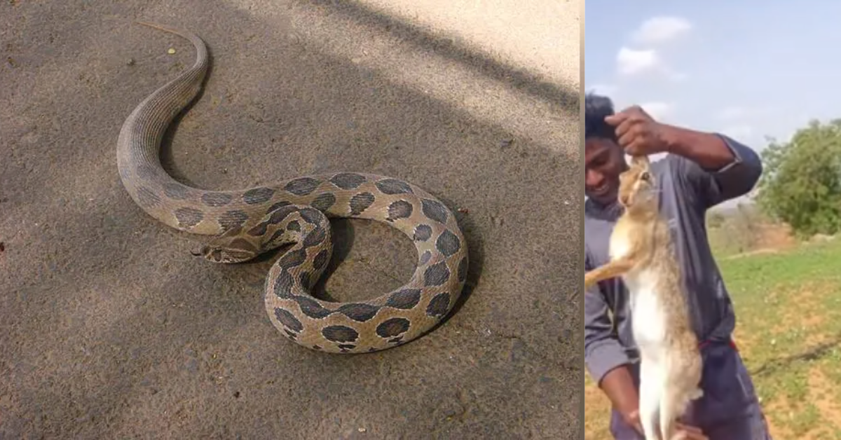 Animal Cruelty ट्रेंड : YouTube के लिए जानवरों पर ज़ुल्म? Torture सिर्फ व्यूज़ के लिए 2025
