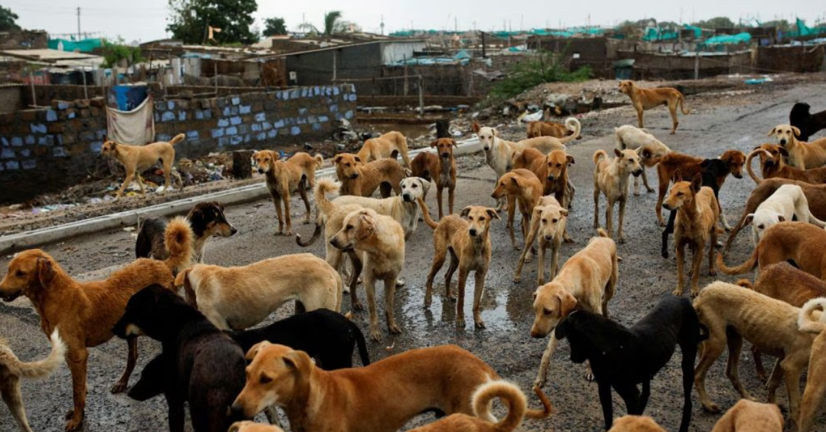 Animal Cruelty ट्रेंड : YouTube के लिए जानवरों पर ज़ुल्म? Torture सिर्फ व्यूज़ के लिए 2025